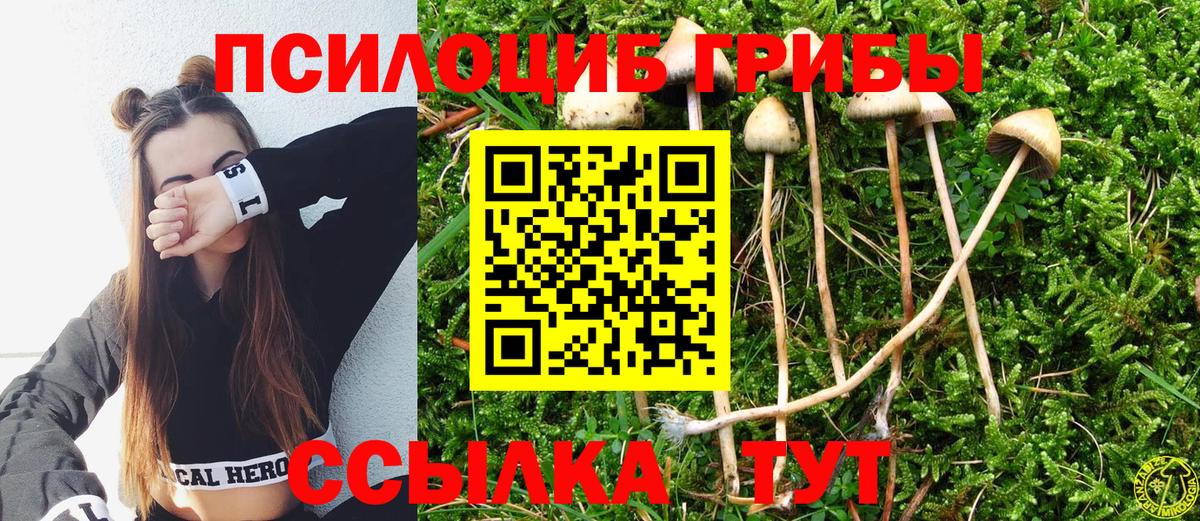 Псилоцибиновые грибы Psilocybe Железногорск